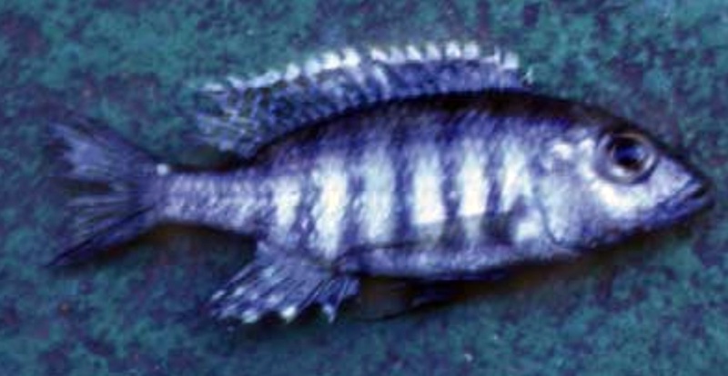 Placidochromis sp. 'carnivore' South East Arm